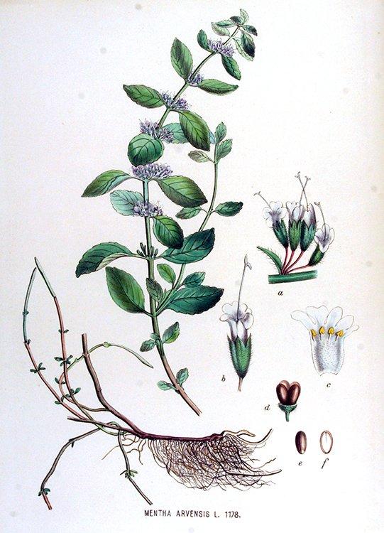 Pfefferminze (Mentha piperita)