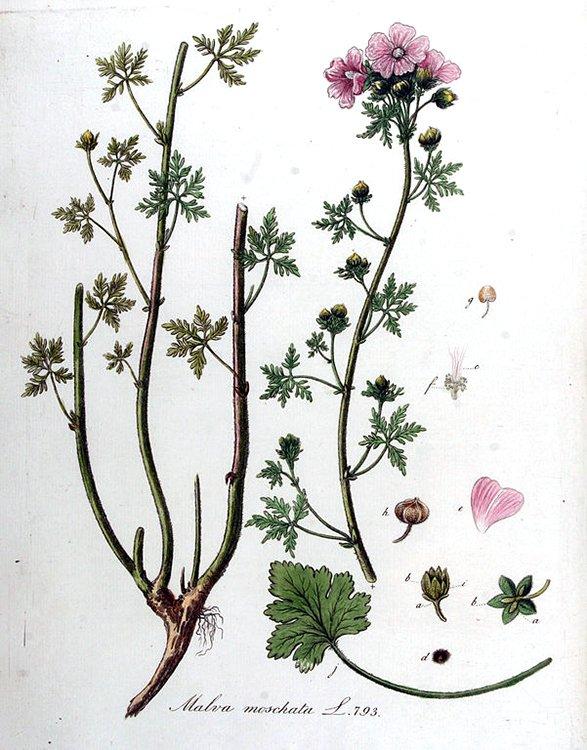  Moschusmalve (Malva moschata)